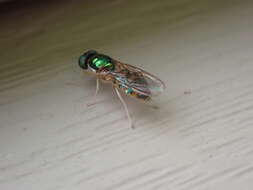 Image of Cephalochrysa canadensis (Curran 1927)