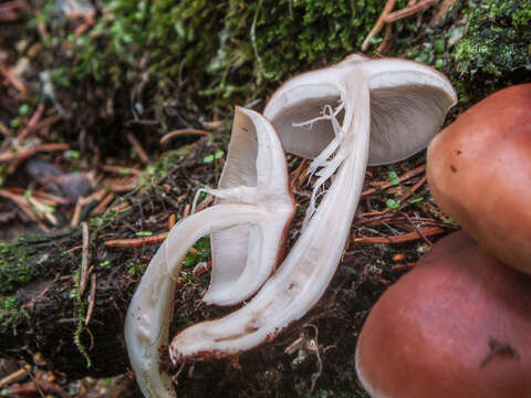 Image of Rhodocollybia prolixa (Fr.) Antonín & Noordel. 1997