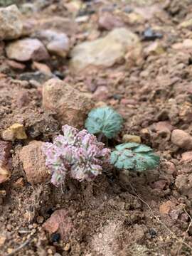 Image of twoleaf springparsley