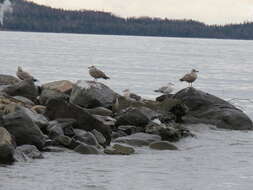 Image of Slaty-backed Gull