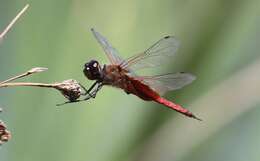 Tramea insularis Hagen 1861 resmi