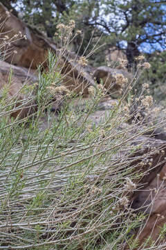 Imagem de Lorandersonia linifolia (Greene) Urbatsch