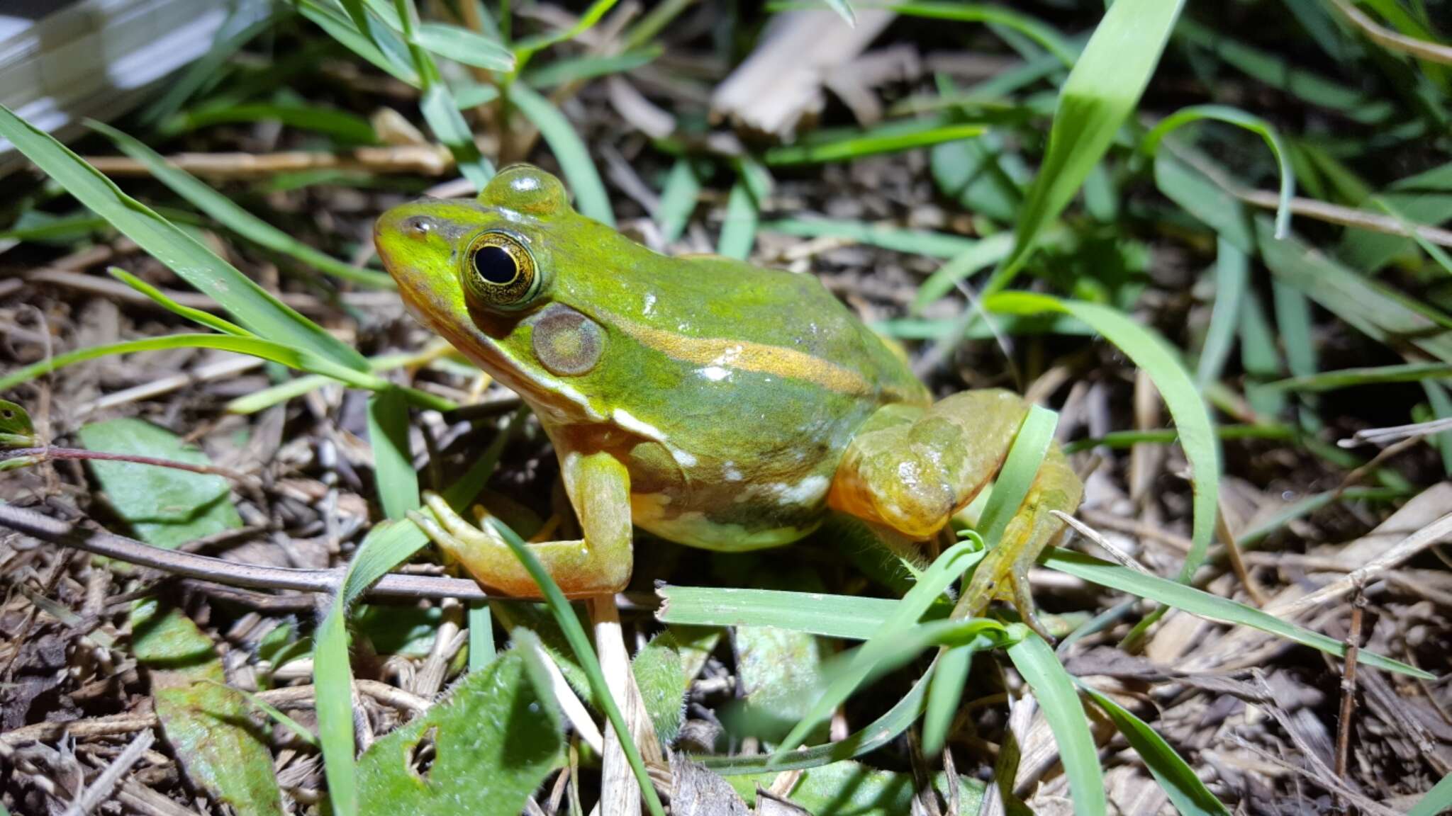 Plancia ëd Pelophylax plancyi (Lataste 1880)