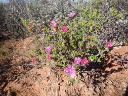 Image of Delosperma pageanum (L. Bol.) Schwant.