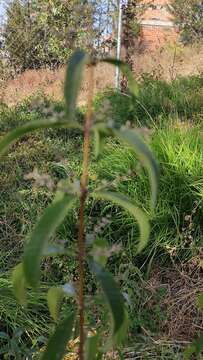 Image of lemon beebrush