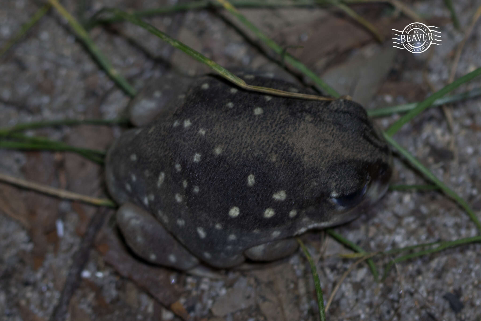 Image of Western Spotted Frog