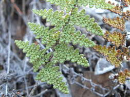 Image of beaded lipfern