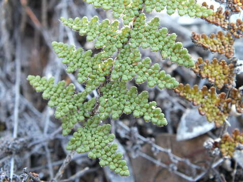 Image of beaded lipfern