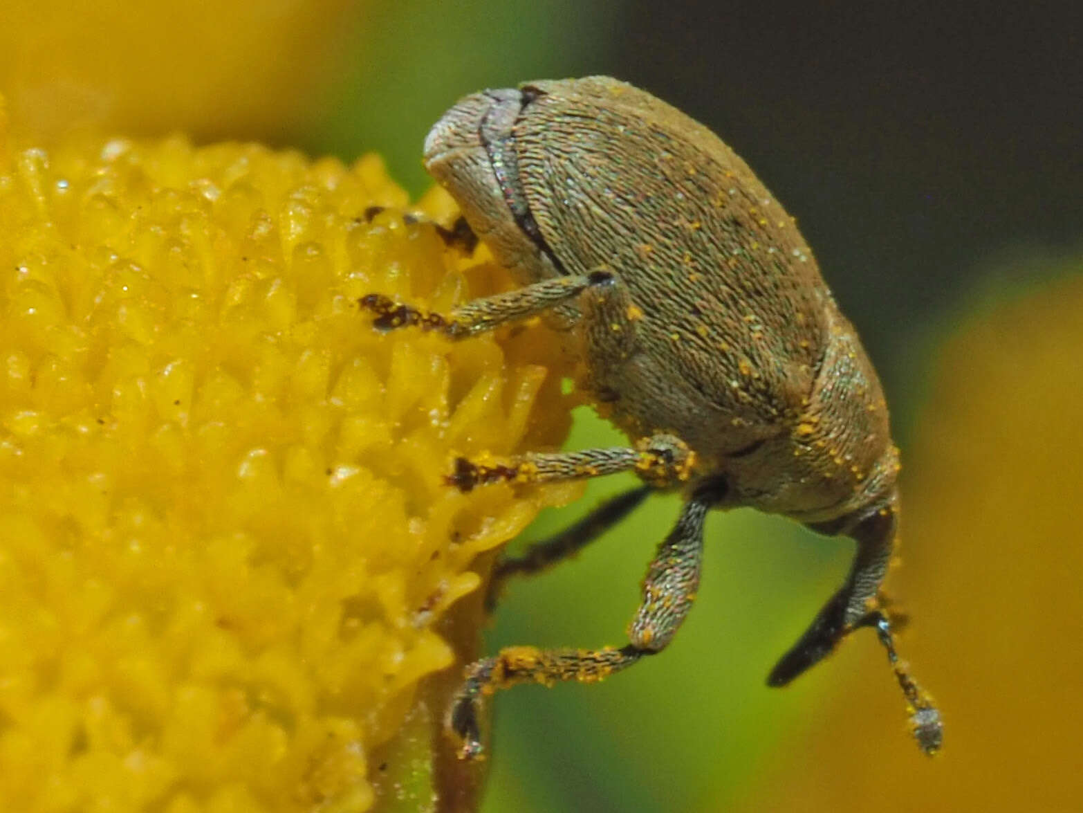 Image of Sibinia viscariae (Linnaeus & C. 1760)