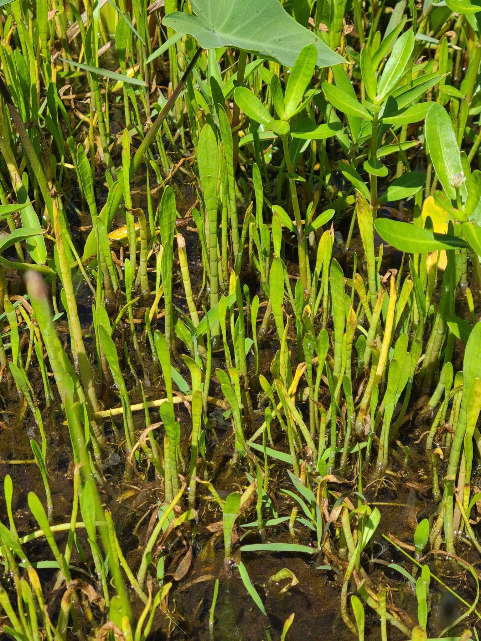 Image of Carolina Grasswort