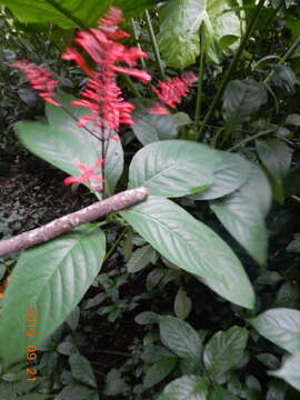 Image of Cardinal's guard flower