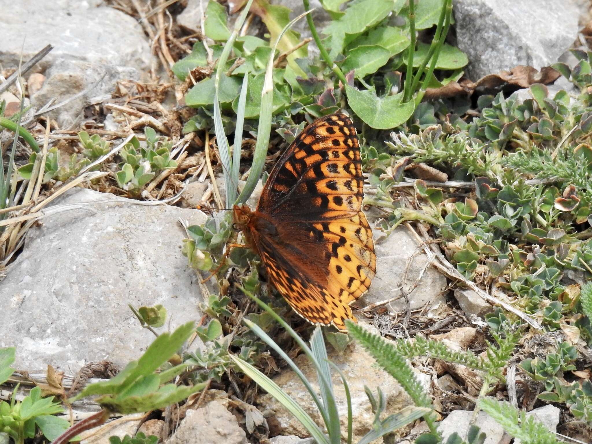 Image of Speyeria hesperis capitanensis R. Holland 1988