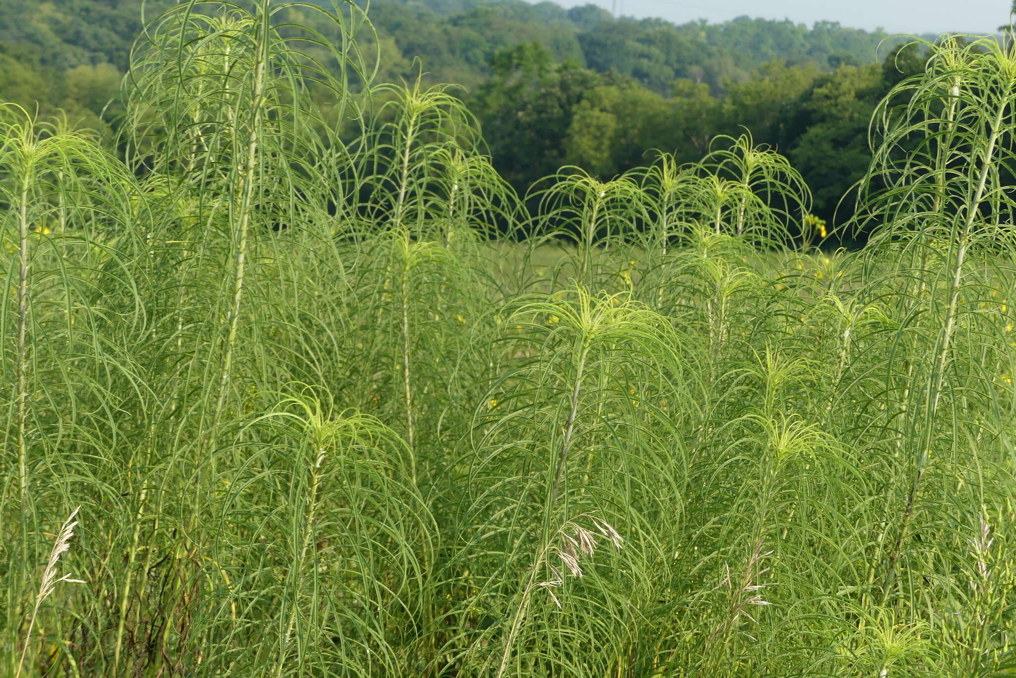 Plancia ëd Helianthus salicifolius A. Dietr.