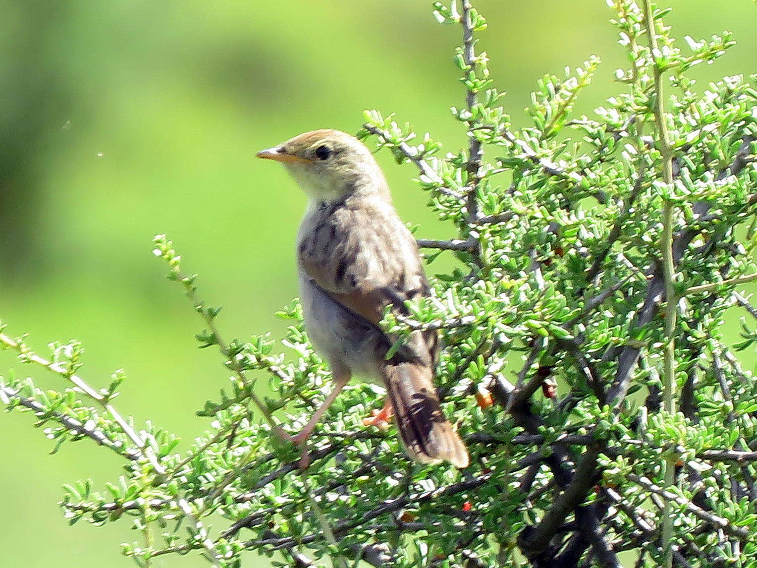 Sivun Cisticola subruficapilla jamesi Lynes 1930 kuva