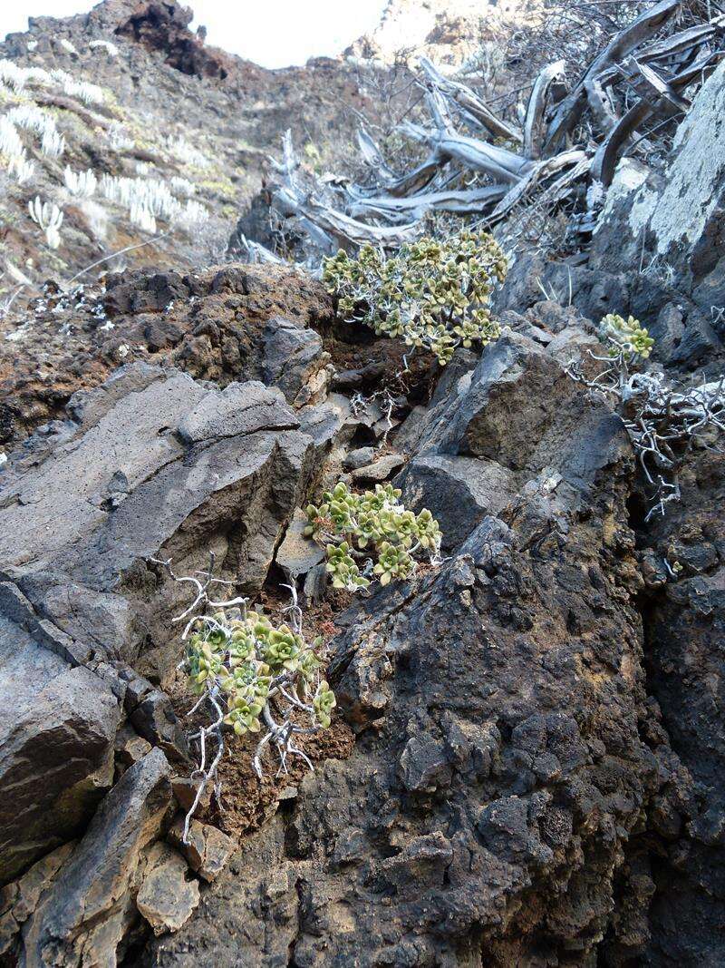 Image of Aeonium lindleyi subsp. lindleyi