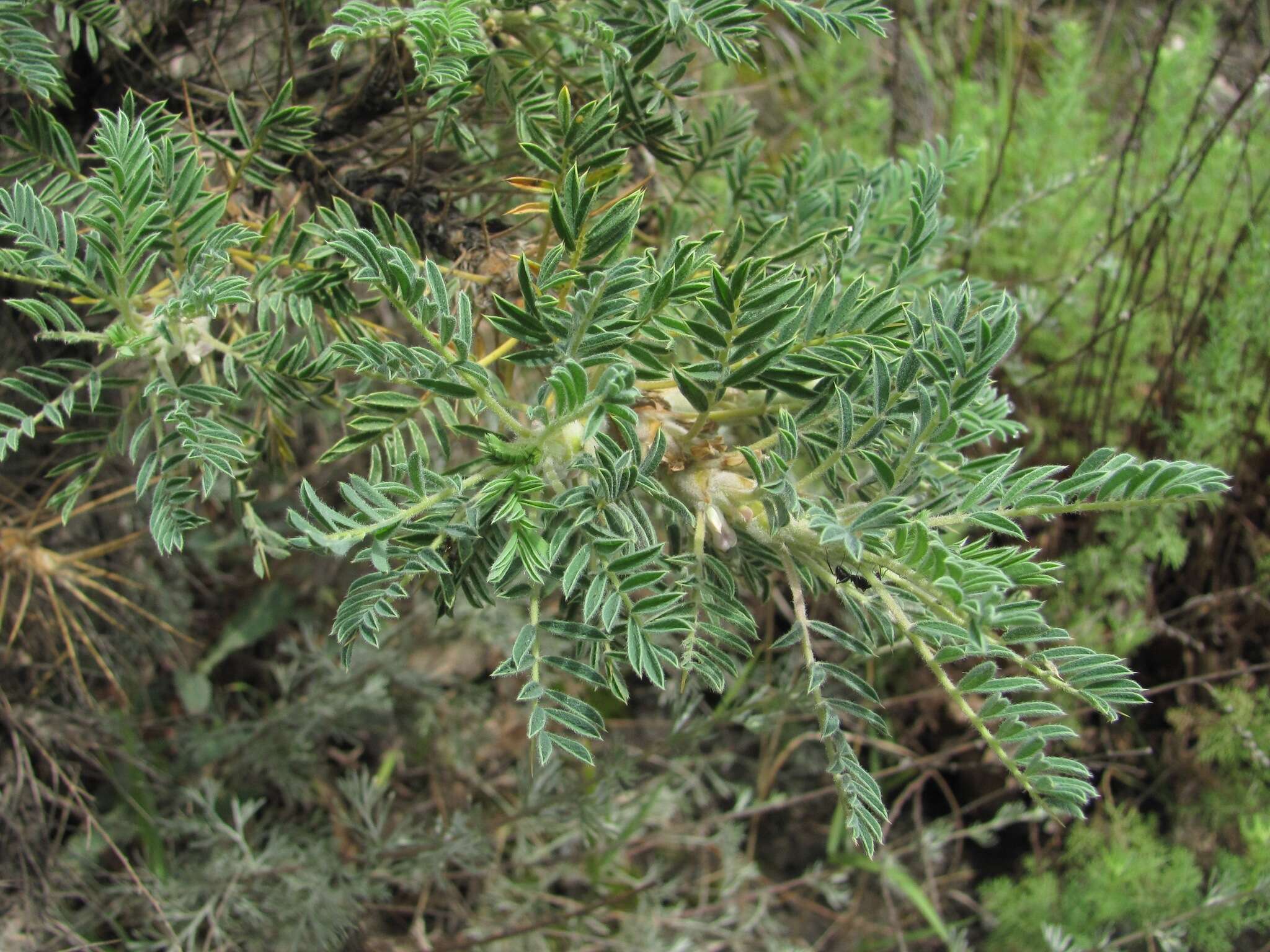 Image of Astragalus denudatus Stev.