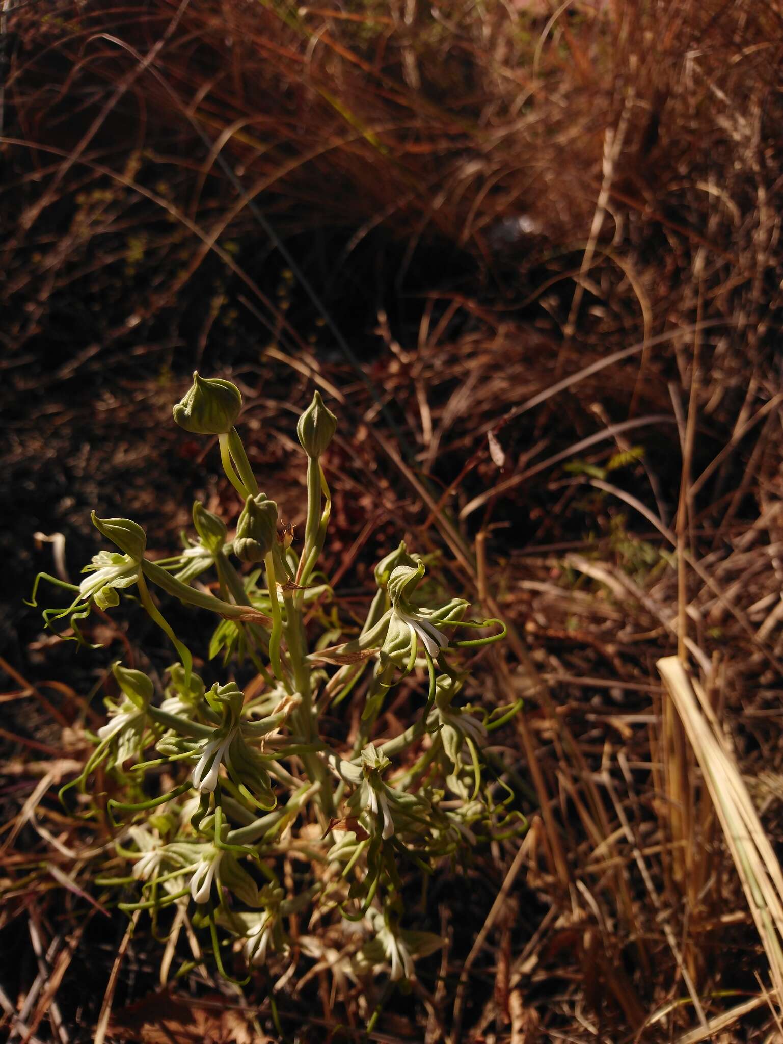 Bonatea porrecta (Bolus) Summerh. resmi