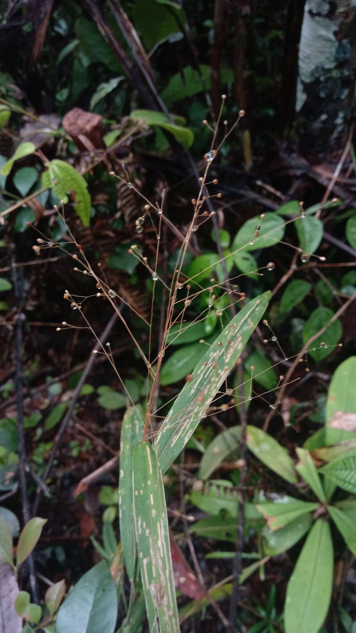 Image of Isachne mauritiana Kunth