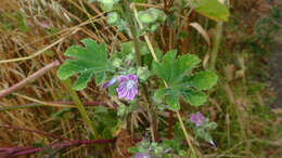 Image of Cornish mallow