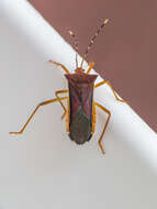 صورة Anasa varicornis (Westwood 1842)