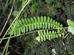 Image of narrow swordfern