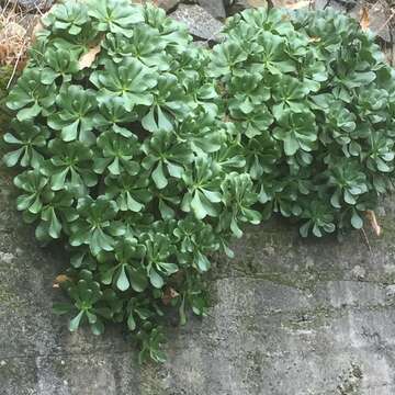 Image of Aeonium glutinosum (Ait.) Webb & Berth.