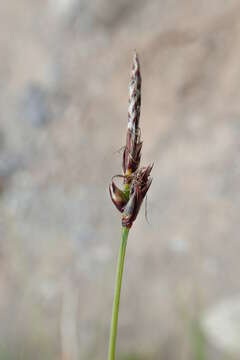 Image of Carex vanheurckii Müll. Arg.