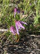 Image of rock clematis