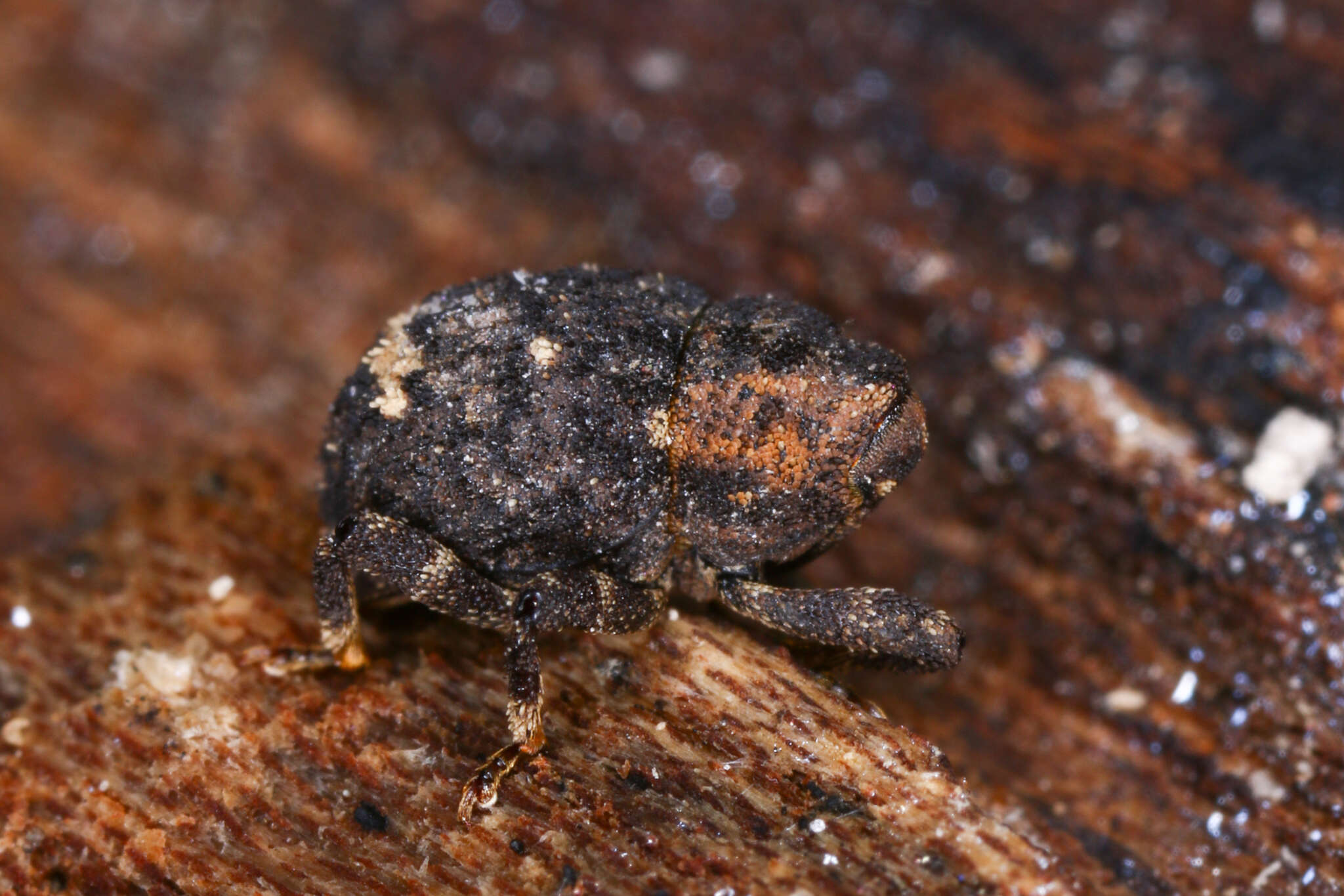 Image of Echinodera hypocrita Meyer 1908