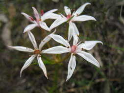 Image of Burchardia multiflora Lindl.