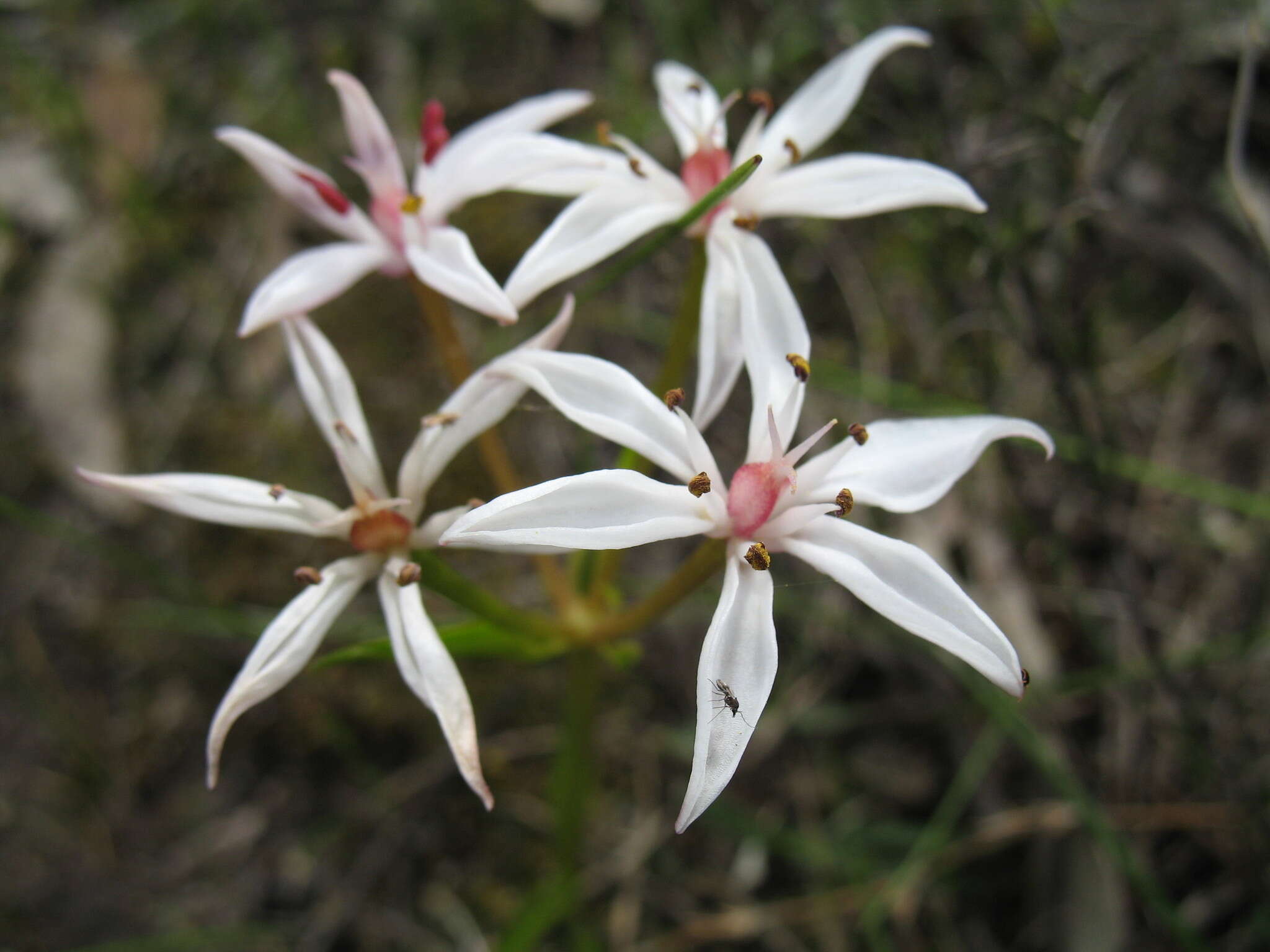 Image of Burchardia multiflora Lindl.