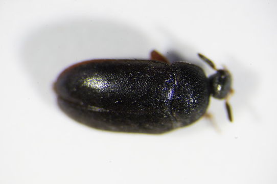 Image of Black carpet beetle