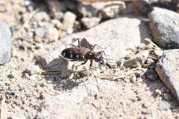 Image of Cicindela (Cosmodela) separata Fleutiaux 1894