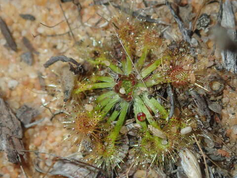 Imagem de Drosera nitidula subsp. omissa (Diels) N. Marchant & Lowrie