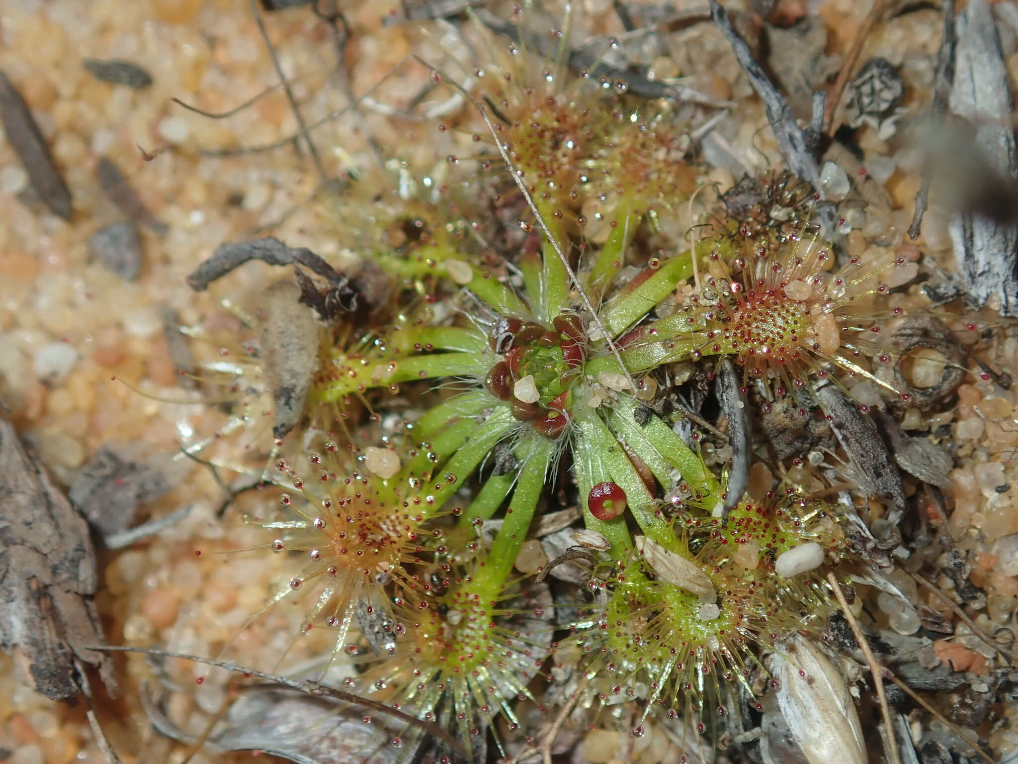 صورة Drosera nitidula subsp. omissa (Diels) N. Marchant & Lowrie