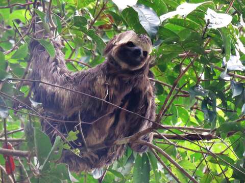 Imagem de Bradypus variegatus trivittatus Cornalia 1849