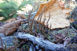 Слика од Cladonia maxima (Asahina) Ahti