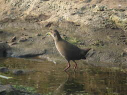 Image of Brown Crake