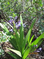 Image of Babiana fragrans (Jacq.) Steud.