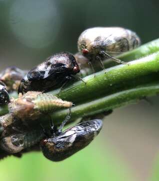 Image of Black Locust Treehopper