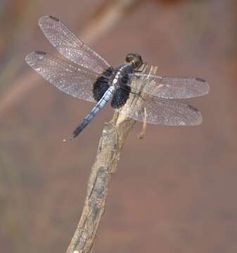 Image of Erythrodiplax unimaculata (De Geer 1773)