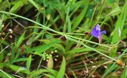 Image of Net Veined Bladderwort