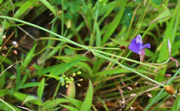 Image of net-veined bladderwort