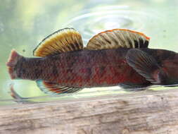 Image of Lipstick darter