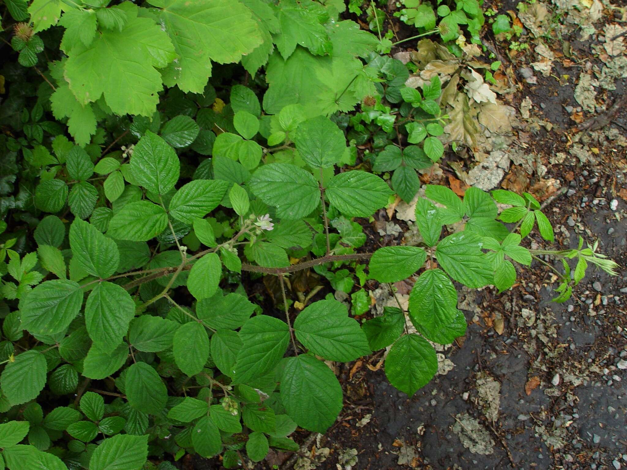 Image of Rubus dasyphyllus (Rogers) Rogers