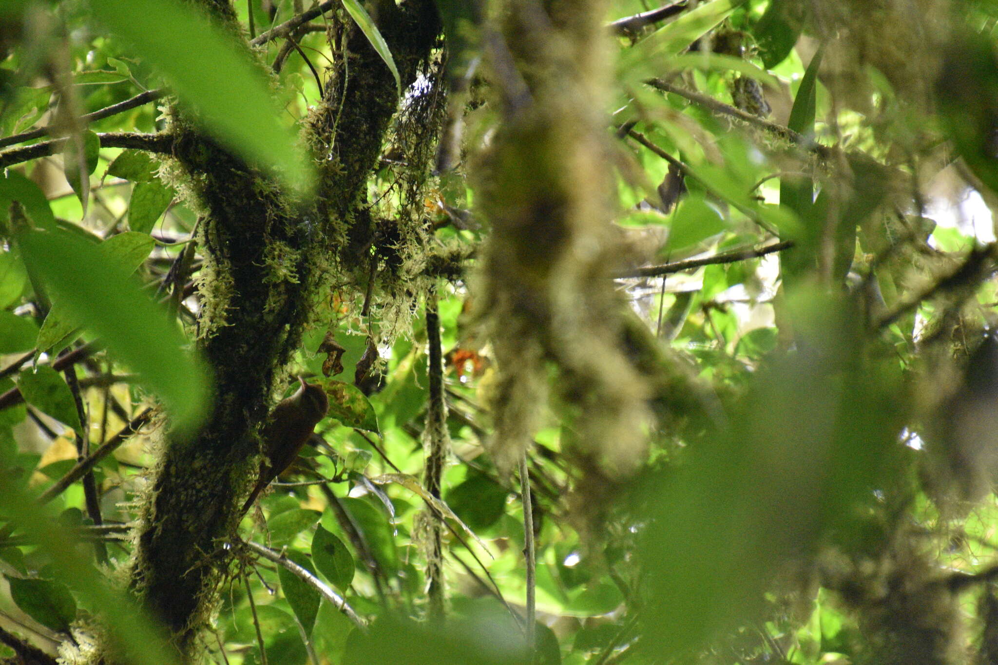 Margarornis rubiginosus Lawrence 1865的圖片