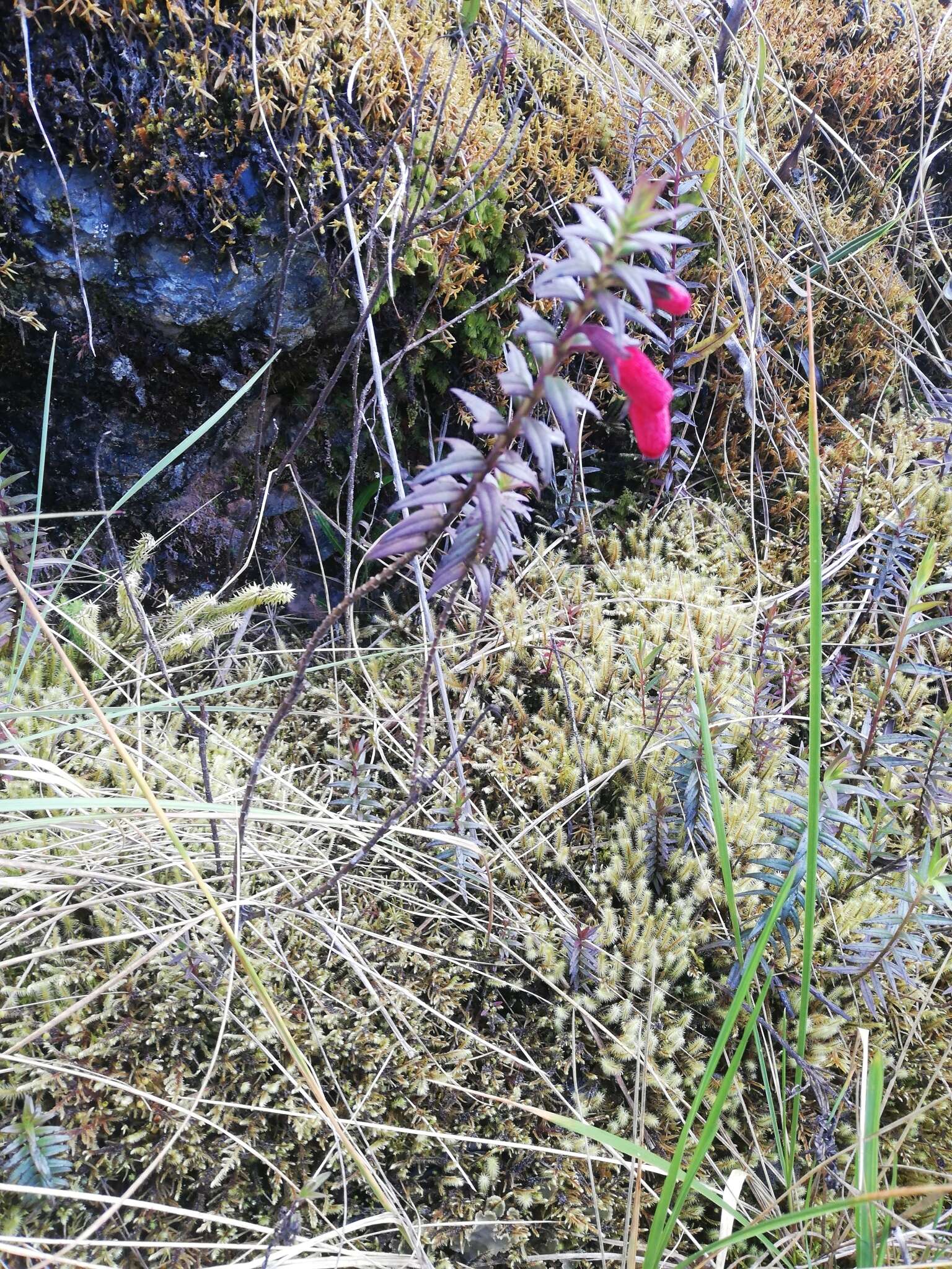 صورة Agalinis megalantha (Diels) W. G. D' Arcy