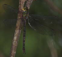 Image of Eastern Duskhawker