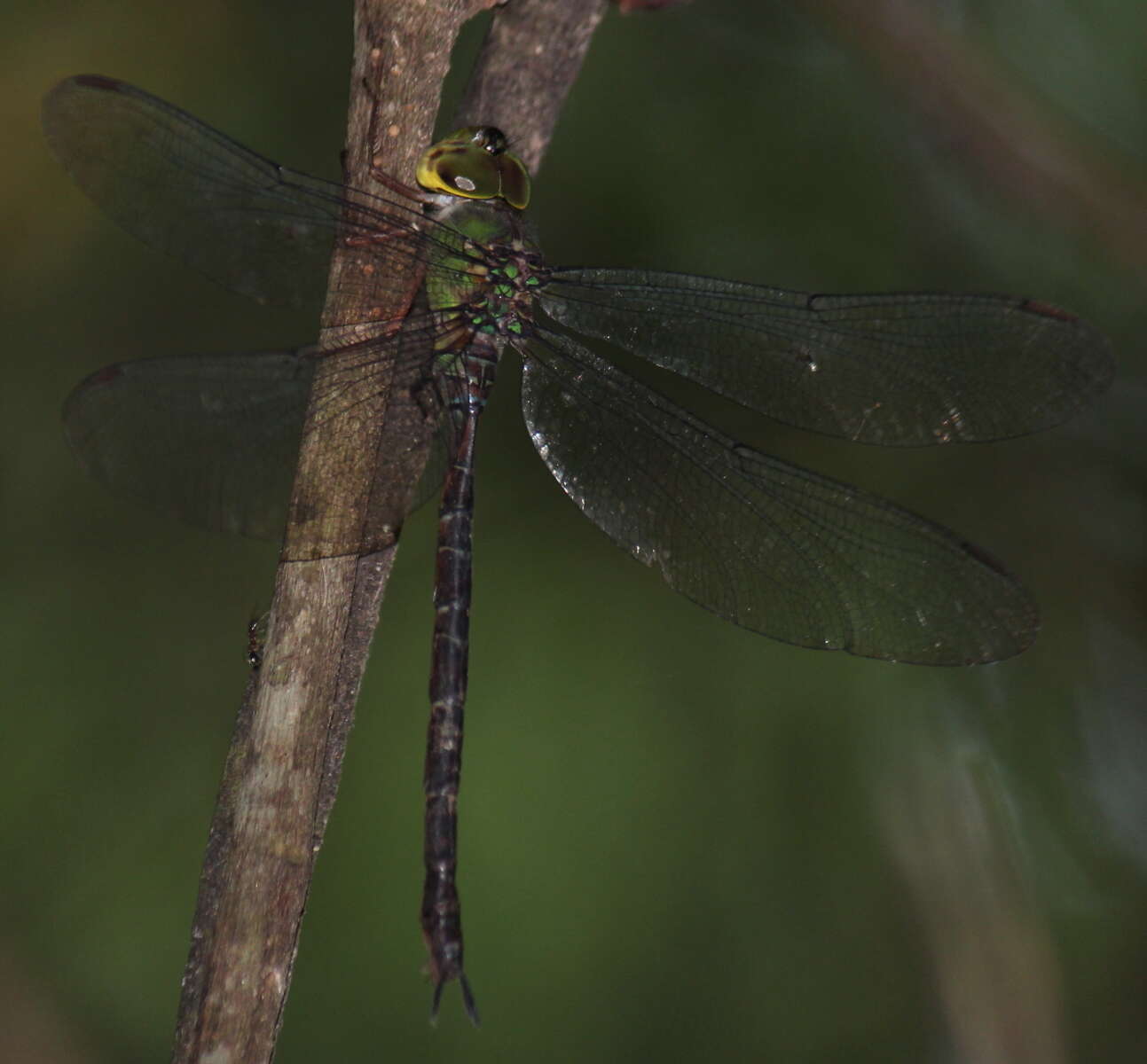 Image of Eastern Duskhawker