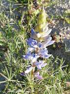 Image of narrowleaf lupine